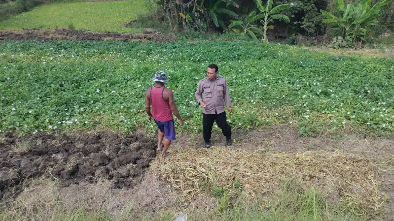 Polsek Balongpanggang Lakukan Pemantauan Lahan Kangkung, Wujud Dukungan Polri terhadap Ketahanan Pangan