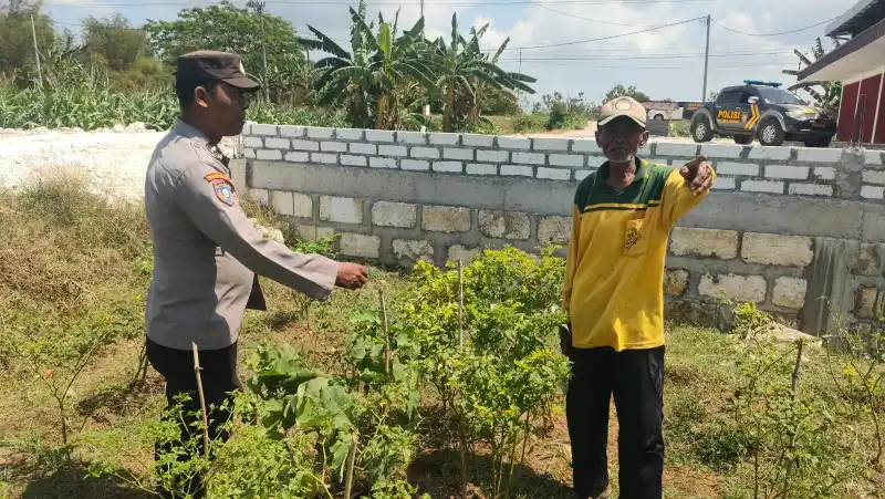 Polsek Sidayu Cek Tanaman Cabai, Dukung Program Ketahanan Pangan di Gresik