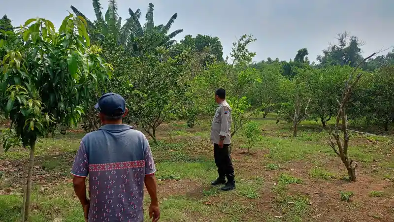 Polsek Dukun Cek Tanaman Jeruk, Dukung Program Ketahanan Pangan di Gresik
