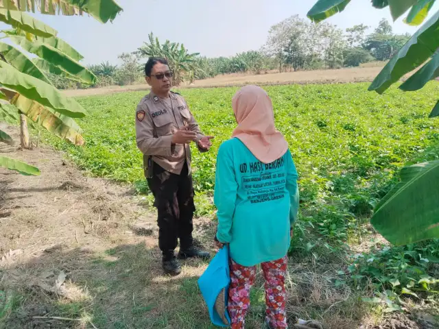 Polres Gresik Perkuat Ketahanan Pangan melalui Pengecekan Tanaman Kangkung di Benjeng