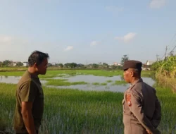 Dukung Ketahanan Pangan Nasional, Polsek Duduksampeyan Polres Gresik Cek Tanaman Padi di Desa Sumengko
