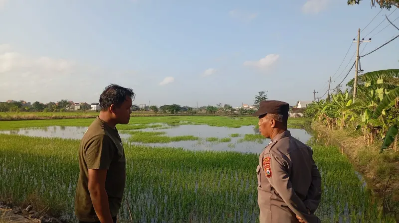 Dukung Ketahanan Pangan Nasional, Polsek Duduksampeyan Polres Gresik Cek Tanaman Padi di Desa Sumengko