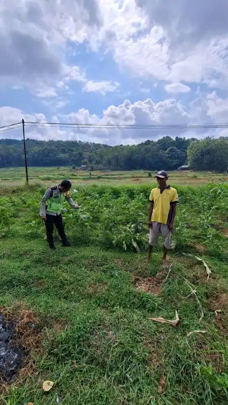 Polsek Sangkapura Cek Tanaman Terong Hijau, Dukung Program Ketahanan Pangan