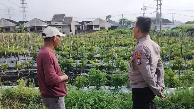 Polsek Menganti Laksanakan Pengecekan Tanaman Lombok Dukung Program Ketahanan Pangan