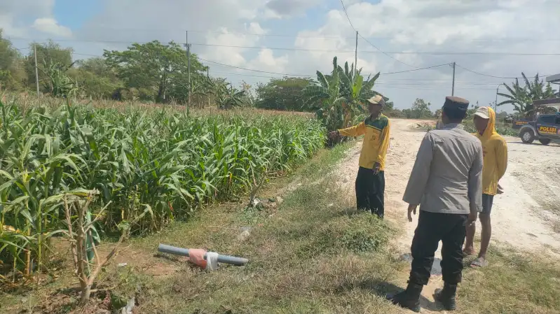 Pengecekan Tanaman Jagung di Desa Wadeng