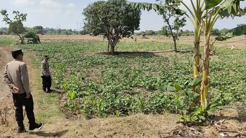 Polsek Panceng Laksanakan Pengecekan Tanaman Kacang Hijau Dukung Program Ketahanan Pangan