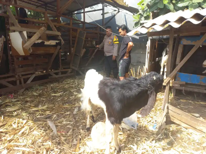 Polsek Cerme Cek Ternak Kambing, Dukung Program Ketahanan Pangan