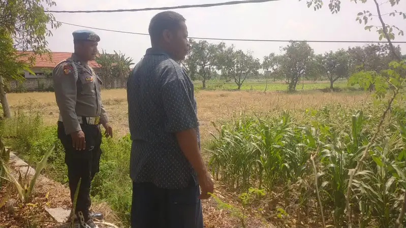 Polsek Balongpanggang Cek Tanaman Jagung di Kedungsumber Dukung Ketahanan Pangan Nasional