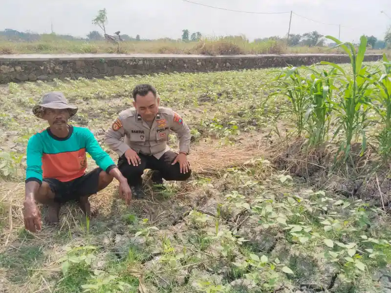 Polsek Benjeng Laksanakan Pengecekan Tanaman Kacang Hijau Dukung Program Ketahanan Pangan