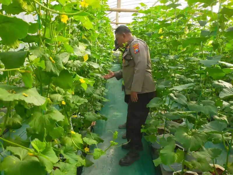 Polsek Dukun Cek Tanaman Melon, Dukung Ketahanan Pangan di Gresik