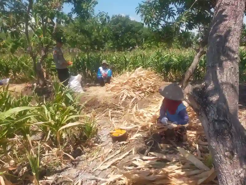 Polsek Manyar Cek Tanaman Jagung di Desa Pongangan Dukung Ketahanan Pangan