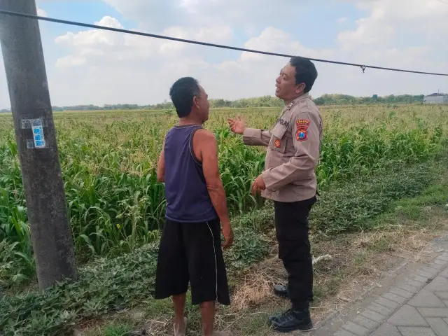 Polsek Benjeng Cek Tanaman Jagung, Dukung Program Ketahanan Pangan