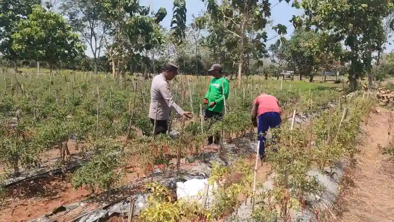 Polsek Sidayu Cek Tanaman Cabai di Desa Lasem Dukung Program Ketahanan Pangan