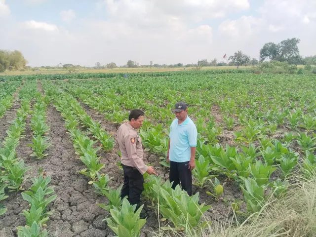 Polsek Benjeng Cek Tanaman Tembakau, Dukung Ketahanan Pangan di Gresik