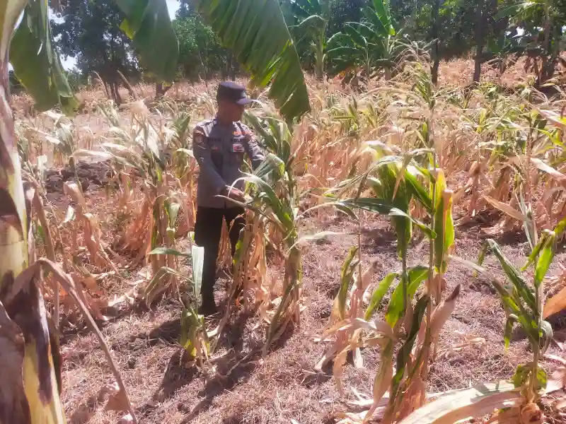 Polsek Manyar Cek Tanaman Jagung di Desa Pongangan, Dukung Program Ketahanan Pangan