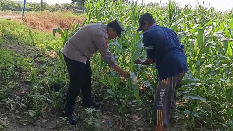 Polsek Wringinanom Cek Tanaman Jagung di Desa Sumengko, Dukung Program Ketahanan Pangan