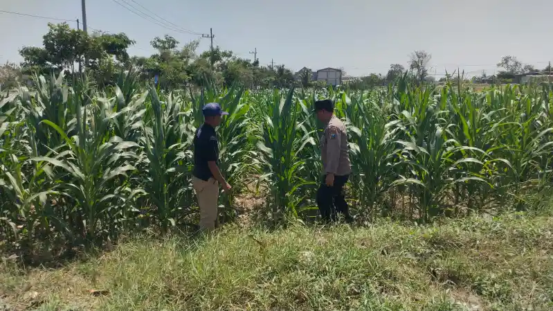 Polsek Balongpanggang Cek Tanaman Kangkung di Desa Kedungpring, Dukung Program Ketahanan Pangan
