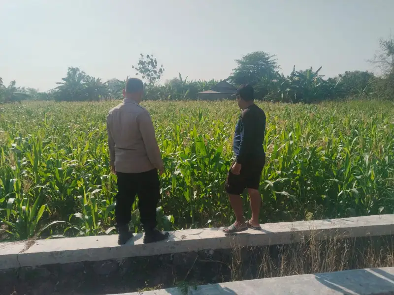 Polsek Benjeng Cek Tanaman Jagung di Desa Sirnoboyo, Dukung Program Ketahanan Pangan