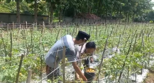 Polsek Ujungpangkah Cek Tanaman Tomat di Desa Banyuurip, Dukung Ketahanan Pangan
