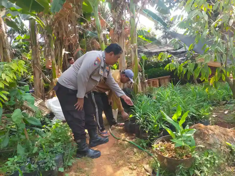 Polsek Dukun Cek Tanaman Kencur di Desa Mentaras, Dukung Program Ketahanan Pangan