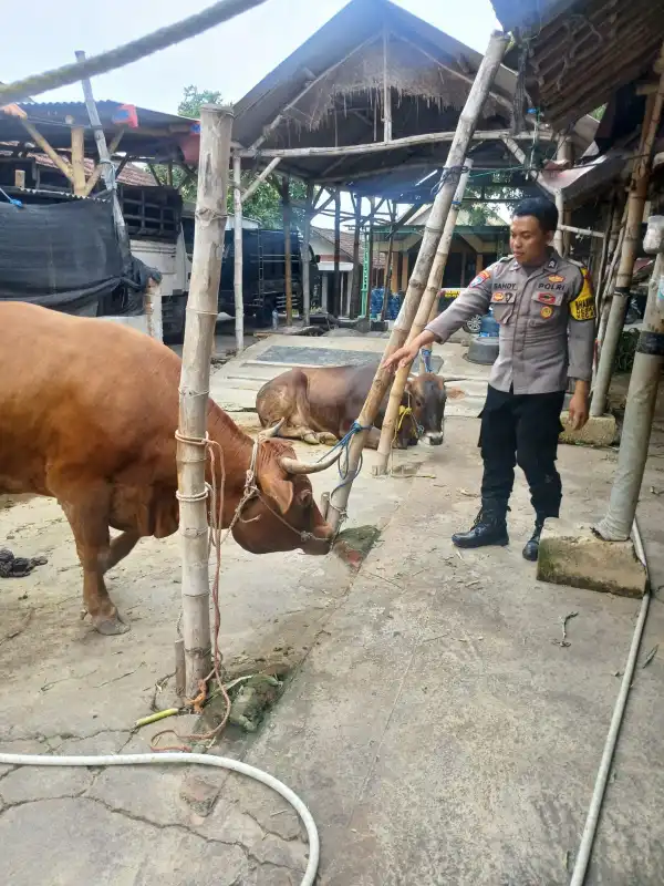 Polsek Kedamean Cek Peternakan Sapi di Mojowuku, Dukung Ketahanan Pangan dan Swasembada Pangan