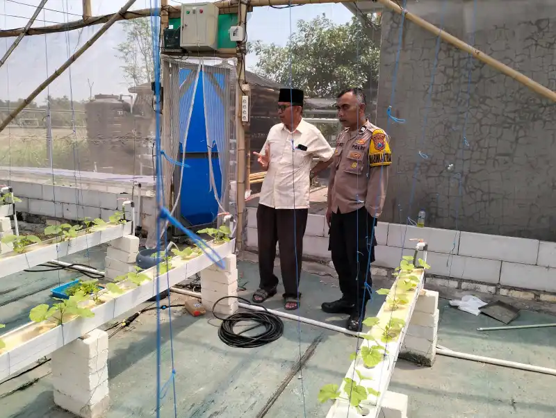 Polsek Manyar Cek Budidaya Melon di Desa Suci, Dukung Ketahanan Pangan Nasional
