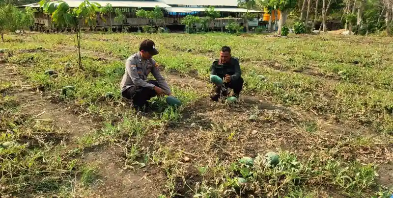 Polsek Panceng Cek Tanaman Semangka, Dukung Program Ketahanan Pangan di Gresik