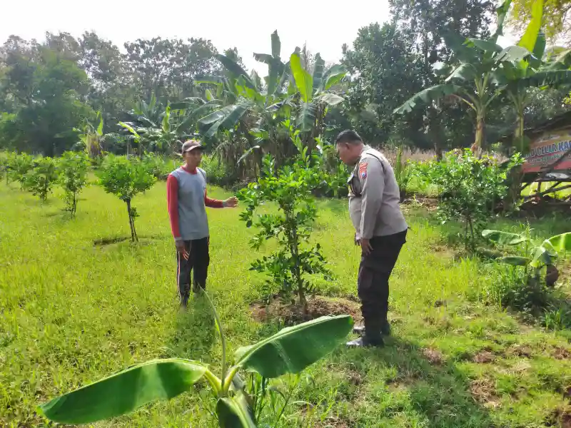 Polres Gresik Dukung Ketahanan Pangan melalui Pengecekan Tanaman Jeruk di Desa Petiyintunggal