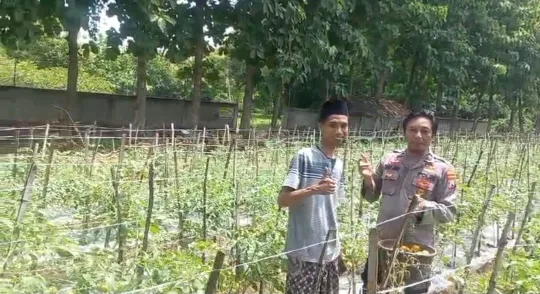 PENGECEKAN TANAMAN TOMAT DI DESA BANYUURIP, KECAMATAN UJUNGPANGKAH