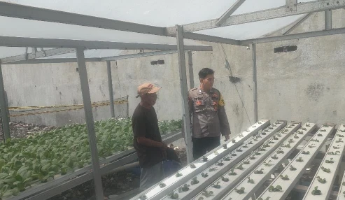 Polsek Driyorejo Cek Tanaman Sawi Dukung Ketahanan Pangan