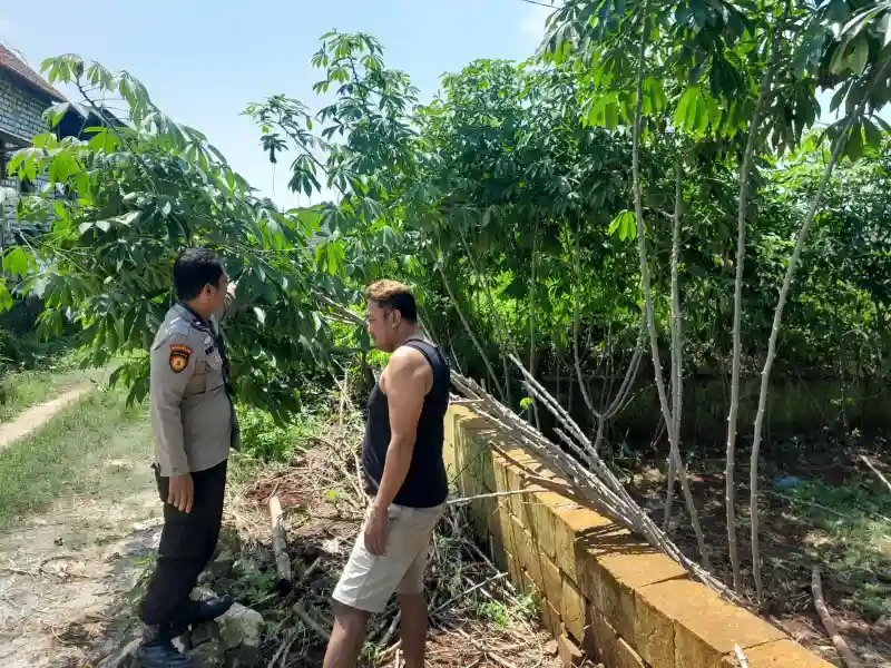 Polsek Ujungpangkah Cek Tanaman Ubi Singkong, Dukung Program Ketahanan Pangan