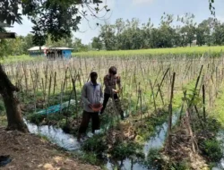 Polsek Sidayu Cek Tanaman Melon di Desa Lasem untuk Dukung Ketahanan Pangan