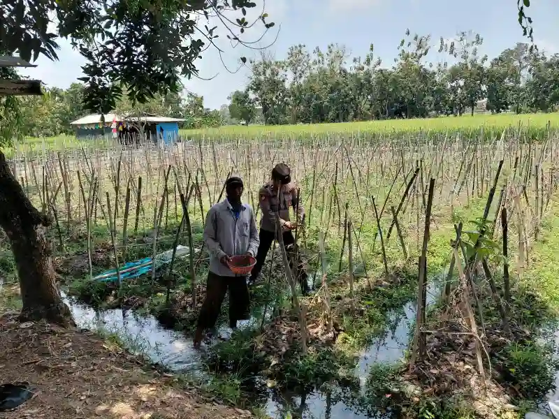 Polsek Sidayu Cek Tanaman Melon di Desa Lasem untuk Dukung Ketahanan Pangan