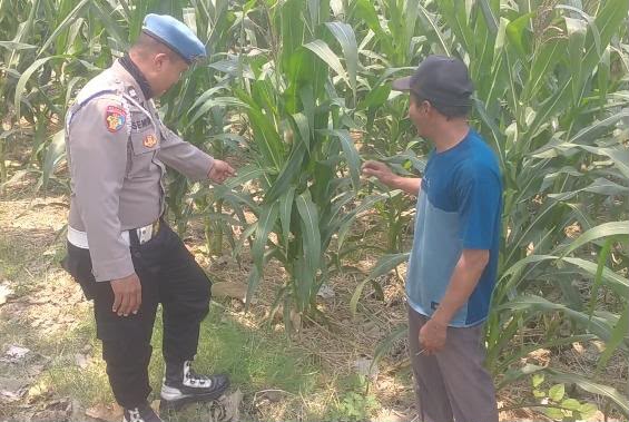POLSEK BALONGPANGGANG CEK TANAMAN JAGUNG DI DESA DAPET, DUKUNG PROGRAM KETAHANAN PANGAN