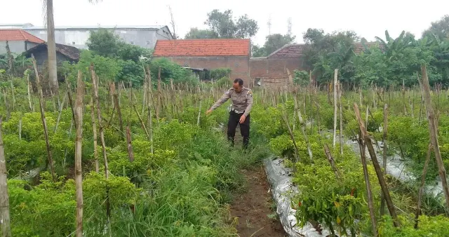 POLSEK MENGANTI LAKSANAKAN PENGECEKAN TANAMAN CABAI DI DESA BRINGKANG UNTUK DUKUNG KETAHANAN PANGAN