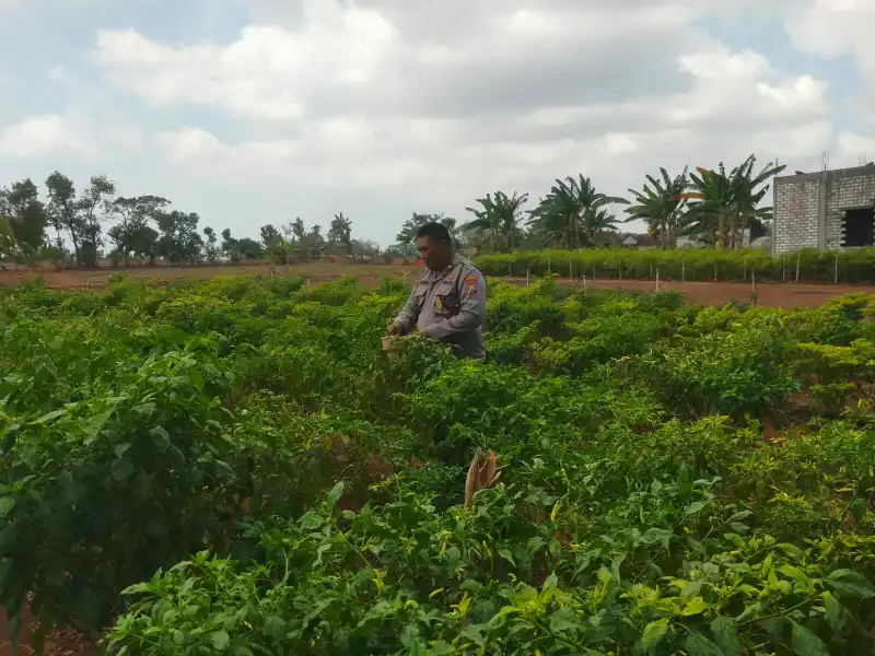 PENGECEKAN TANAMAN CABAI DI DESA MENTARAS, DUKUN, GRESIK, DUKUNG KETAHANAN PANGAN