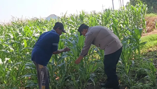Polres Gresik Laksanakan Pengecekan Tanaman Jagung di Desa Sumengko, Wringinanom