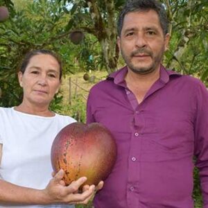 Rekor Mangga Terbesar di Dunia, Beratnya 4,25 Kilogram