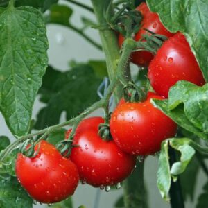 Benarkah Daun Tomat Beracun Bila Dikonsumsi Manusia?