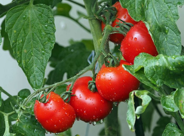 Benarkah Daun Tomat Beracun Bila Dikonsumsi Manusia?