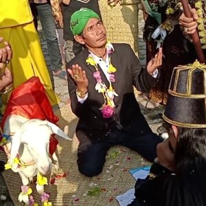 Viral Ritual Manusia Menikah Dengan Kambing di Gresik
