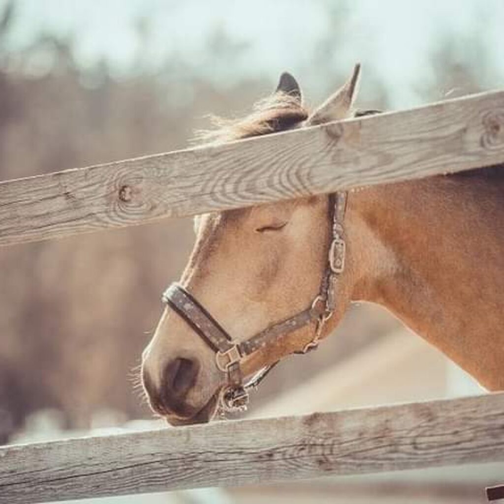 Kenapa Kuda Tidur Sambil Berdiri?