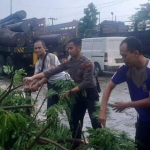 Polisi Bantu Evakuasi Pohon Tumbang di Jalan Raya Nasional Duduksampeyan