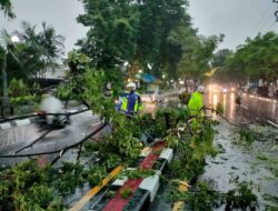 Respon Cepat Satlantas Polres Gresik Bantu Evakuasi Pohon Tumbang
