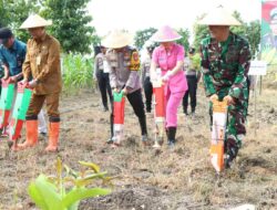 Komitmen Dukung Swasembada Pangan, Polres Gresik Tanam Jagung di Panceng