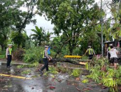 Satlantas Polres Gresik Sigap Evakuasi Pohon Tumbang di Jl. Raya Abar Abir