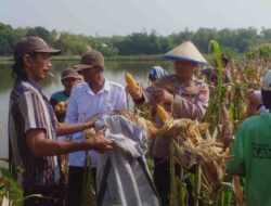 Jagung Melimpah di Cerme, Panen Raya Polsek Cerme bersama UPT Pertanian, dan Pemdes Sukoanyar