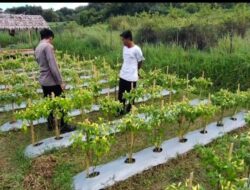 Polsek Sangkapura Turun Langsung Dukung Ketahanan Pangan, Tinjau Budidaya Cabai di Patarselamat