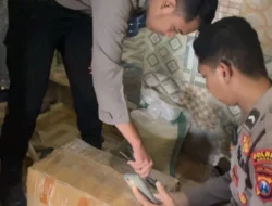 Polisi di Gresik Tindak Tegas Penjual Miras, Puluhan Botol Arak Diamankan