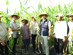 Polres Gresik Perkuat Ketahanan Pangan, Laksanakan Penanaman Jagung di Kebomas